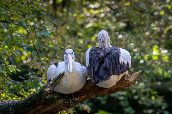 stock image Australian Pelican - Pelecanus Conspicillatus on a tree trunk