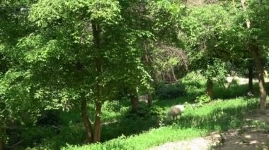 Kutup kurtları sabah güneşinin (Canis lupus arctos) tadını çıkarıyorlar. Yeni doğmuş kutup kurdu