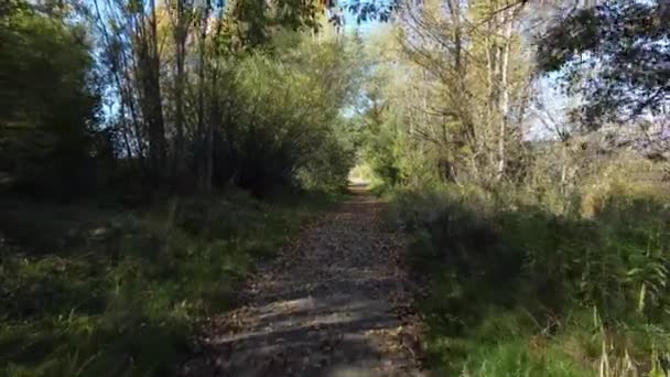 Tiro Trilha Caminhadas Entre Arbustos Árvores — Vídeo de Stock