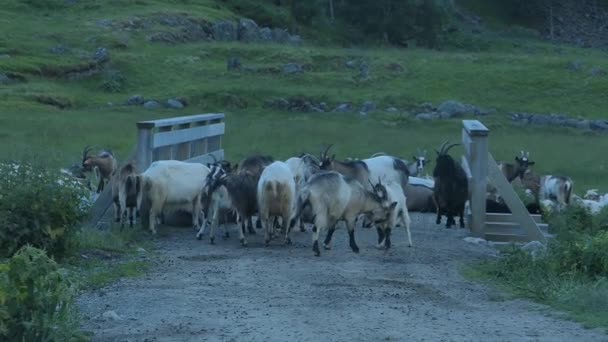 路上成群的山羊堵塞了交通 挪威山区 — 图库视频影像