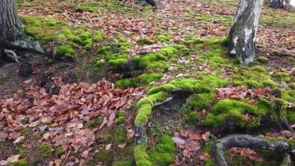 Корни Деревьев Покрытой Мхом Землей Лесу — стоковое видео