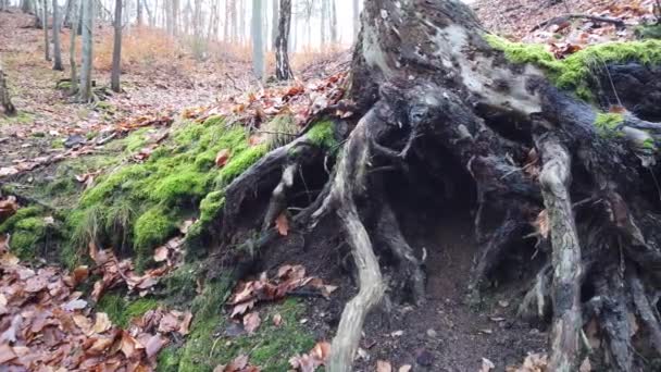 Korzenie Drzew Ziemi Pokryte Mchem Lesie — Wideo stockowe