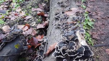 Mushroom grew on the stub. Trametes versicolor. Wild forest Mushrooms in the wood. Fungus on stump in forest