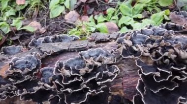 Mushroom grew on the stub. Trametes versicolor. Wild forest Mushrooms in the wood. Fungus on stump in forest