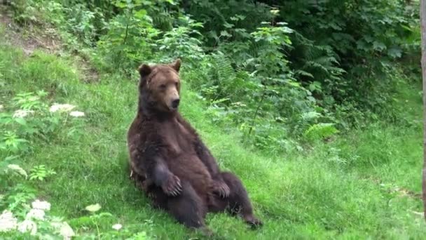 Pihenő Barna Medve Ursus Arctos Erdőben — Stock videók