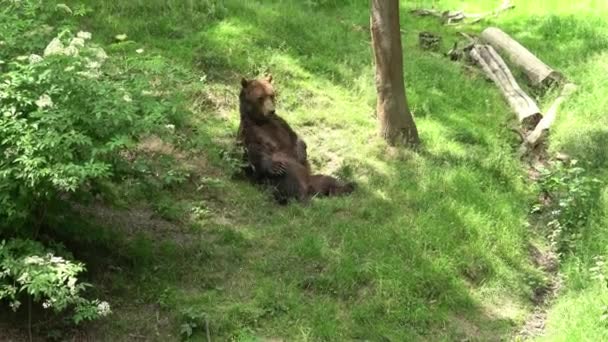 Oso Pardo Reposo Ursus Arctos Bosque — Vídeos de Stock