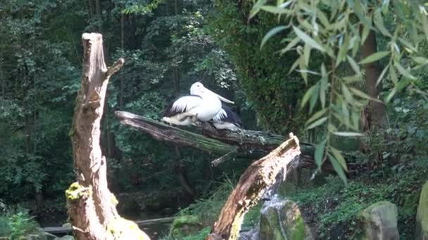 Australian Pelican Pelecanus Conspicillatus Pada Batang Pohon — Stok Video