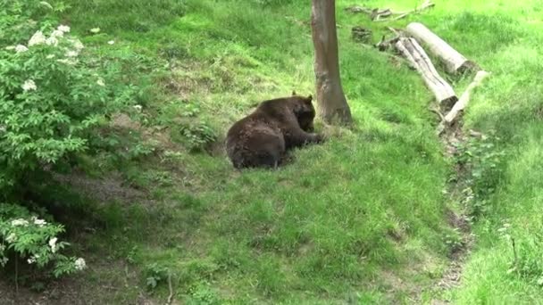 ヨーロッパの茶色のクマは森の中で草を食べる — ストック動画