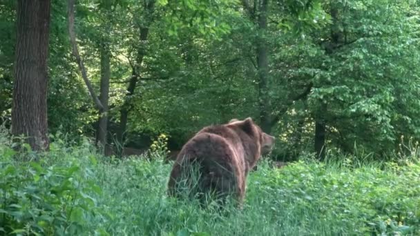 Бурый Медведь Лесу — стоковое видео
