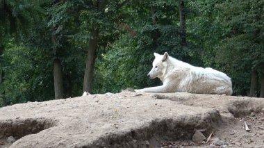 Kutup kurdunun portresi. Canis lupus arktos..