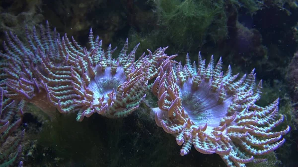 Corals in marine aquarium. Sea anemone in manmade aquarium