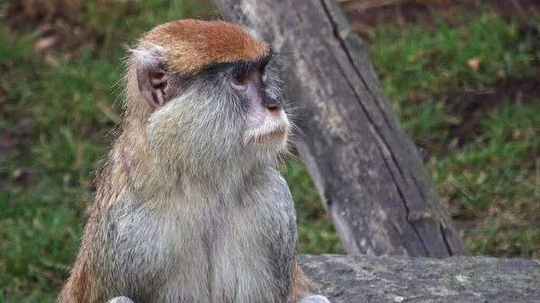 원숭이 원숭이 라고도 Patas 원숭이 Erythrocebus Patas — 스톡 사진