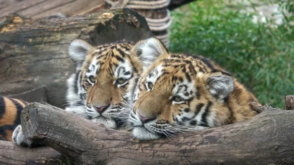 Tigre Siberiano Panthera Tigris Altaica Dos Cachorros Tigre —  Fotos de Stock