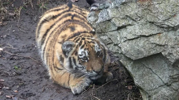 시베리아 호랑이 Panthera Tigris Altaica Tiger — 스톡 사진