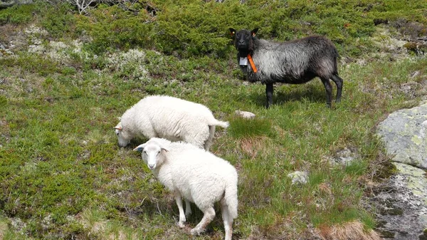 Ovejas Pastando Una Ladera Montaña Noruega — Foto de Stock