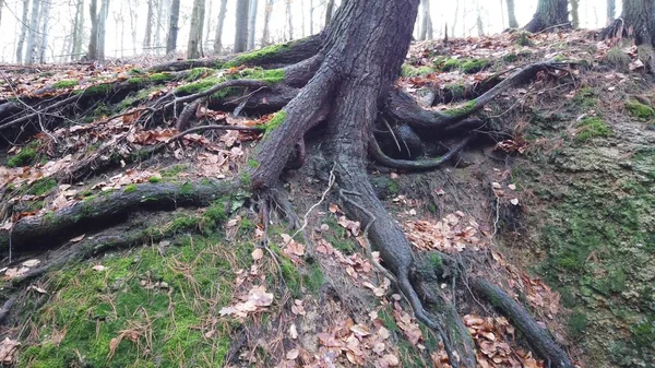 Tree roots with ground covered with moss in forest