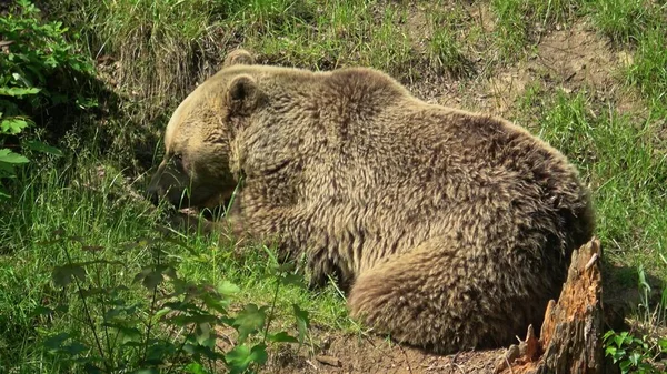 Urso Pardo Ursus Arctos Floresta — Fotografia de Stock