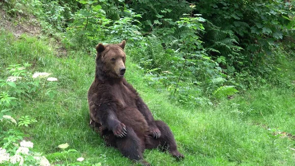 Бурый Медведь Ursus Arctos Лесу — стоковое фото