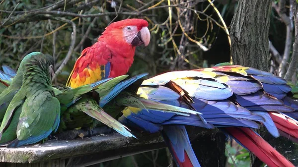 Group of Ara parrots, Red parrot Scarlet Macaw, Ara macao