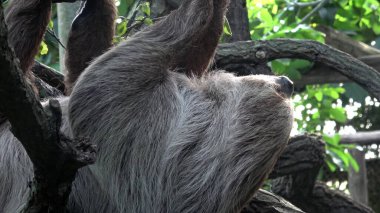 İki parmaklı tembel hayvan baş aşağı asılı ağaç dalına tırmanıyor (Choloepus didactylus)