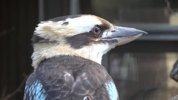 Großaufnahme Kopf Des Vogels Kookaburra Dacelo Novaeguineae — Stockvideo