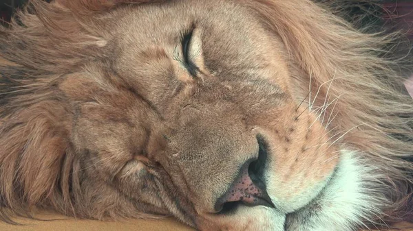 Barbary Lion Panthera Leo Leo Sleeping Lion — 스톡 사진