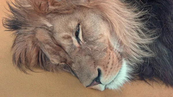 Lev Barbarský Panthera Leo Leo Spící Lev — Stock fotografie