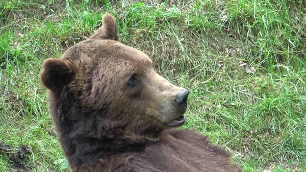 Urso Marrom Europeu Comendo Grama Floresta — Fotografia de Stock