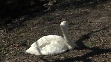 Kuğu (Cygnus columbianus bewickii) oturuyor