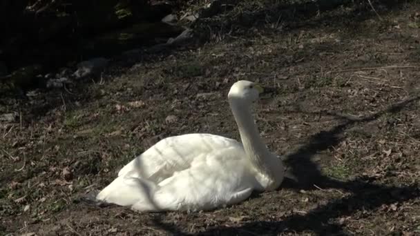 Swan Cygnus Columbianus Bewickii Sitting — Stock Video