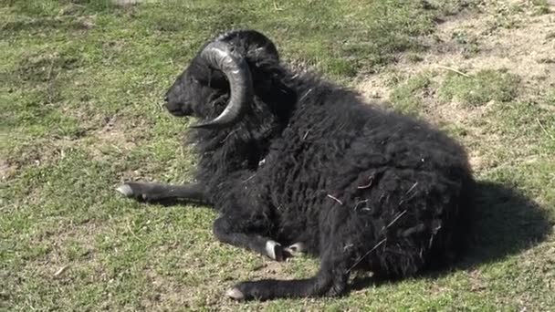 大羚羊Ovis Aries羊的肖像 — 图库视频影像