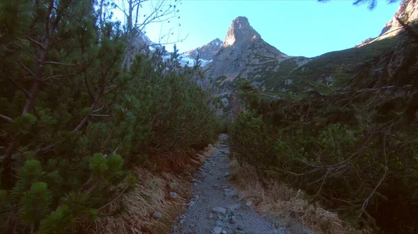 Ścieżka Leśna Między Drzewami Tle Gór Tatry Wysokie Słowacja — Zdjęcie stockowe