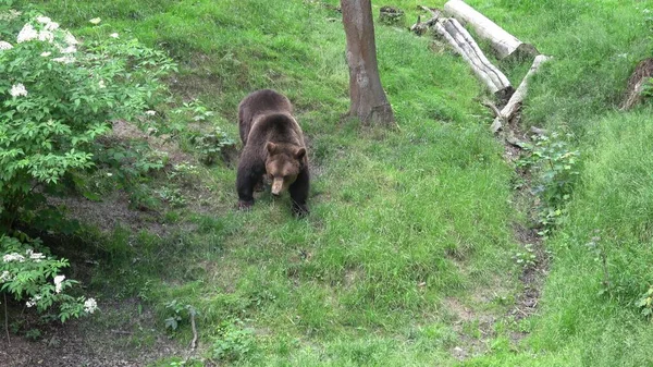 前方の褐色熊 ウルス アルクト — ストック写真