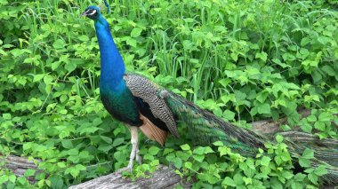 Hint Peafowl veya mavi Peafowl (Pavo cristatus). Güzel tavus kuşunun portresi