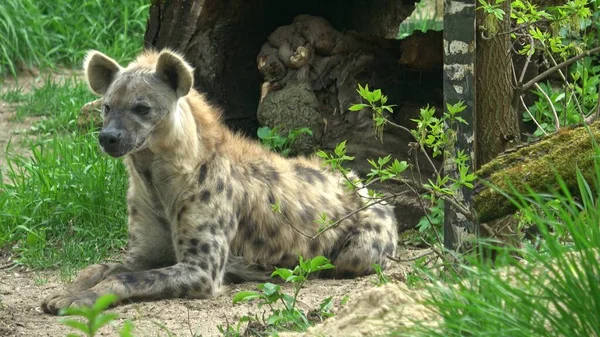 Spotted Hyena Sits Crocuta Crocuta —  Fotos de Stock