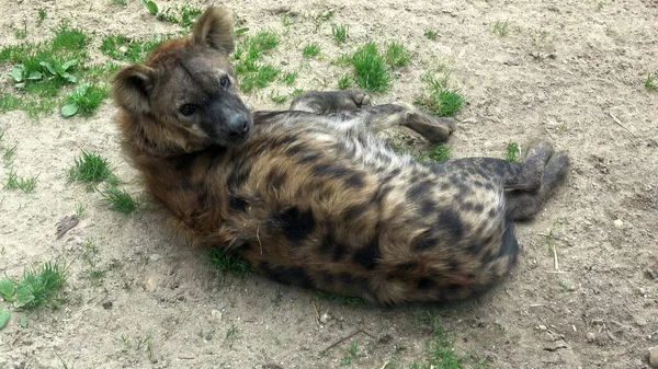 Spotted Hyena Sits Crocuta Crocuta — Stock Photo, Image
