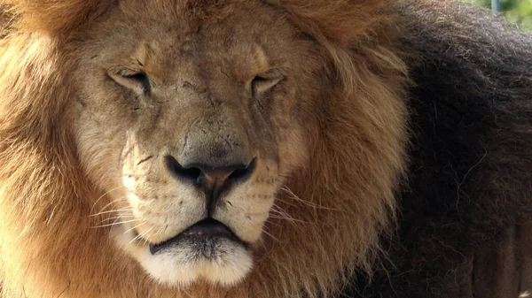 Portrét Velkého Lva Samčího Panthera Leo — Stock fotografie