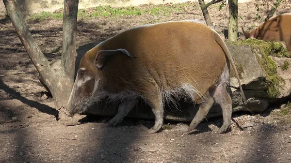Red River Hog Potamochoerus Porcus Looking Food — 스톡 사진