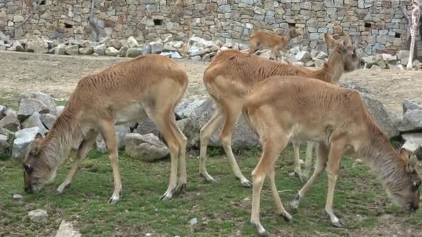 Antilope Lechwe Kobus Megaceros Pășește Iarbă — Videoclip de stoc