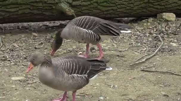 Beautiful Geese Anser Anser Enjoying Morning Walk — Stock Video
