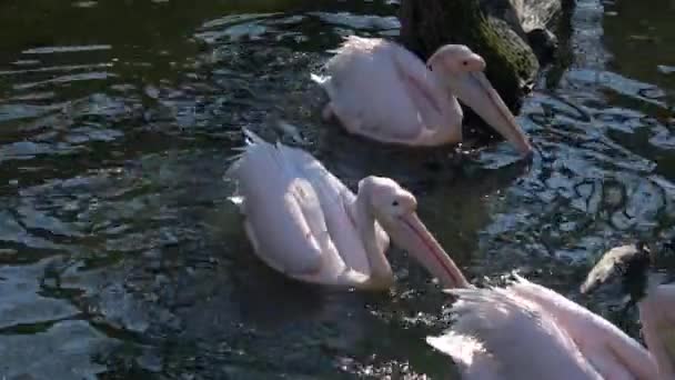 분홍색 펠리컨 연못에서 헤엄치고 있습니다 — 비디오