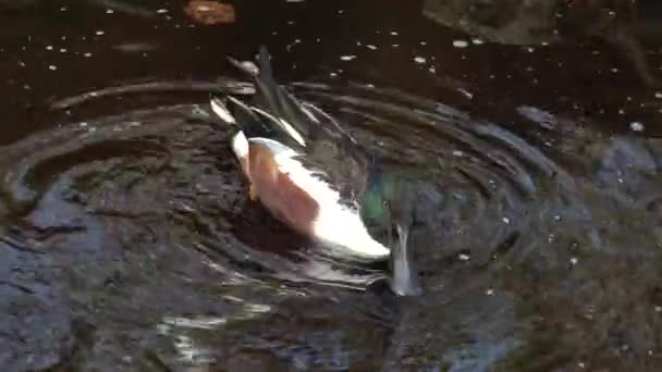 Bebek Dalam Air Burung Unggas Air Besar — Stok Video