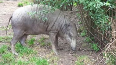 Kuzey Sulawesi Babirusa da Babyrousa Kutlaması olarak bilinir.