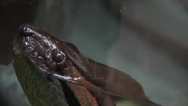 Cabeça Anaconda Verde Eunectes Murinus — Vídeo de Stock