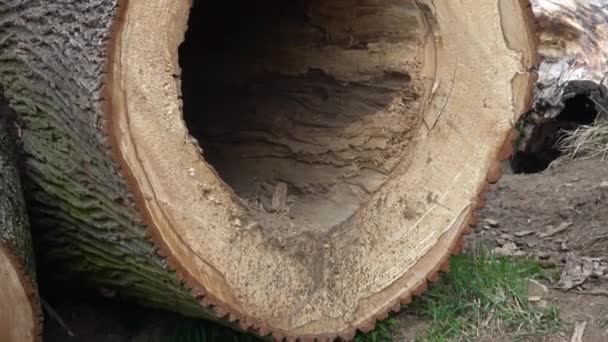 Nagy Fákat Vágtak Fektettek Földre Erdőben Közepén Egy Nagy Üreg — Stock videók