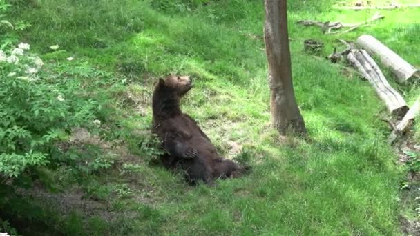 Grande Orso Maschio Sdraiato Nella Foresta — Video Stock