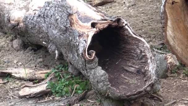 Bäume Wurden Gefällt Und Wald Auf Den Boden Gelegt — Stockvideo
