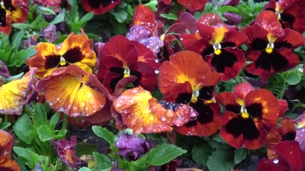Çok Renkli Nonoş Çiçekleri Nonoşlar Bahar Çiçekleri — Stok video