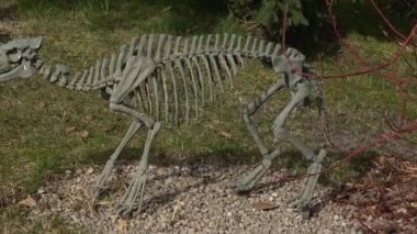 Hluboka Hayvanat Bahçesi, Çek Cumhuriyeti - 21 Mart 2023: Eohippus 'un iskeleti. Tarih öncesi iskelet.