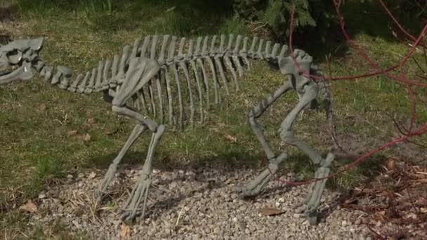 Hluboka Zoo Czech Republic March 2023 Skeleton Horse Eohippus 史前骷髅 — 图库视频影像